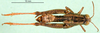 CollectionObject 1566927; b04bab87-2eb2-4247-a0ee-bd9194d5afbd: male, dorsal view (paratype). (CollectionObject).