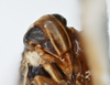 Head on Elachodelphax (Aschedelphax) hochae (Wilson, 1992): (Observation).