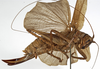CollectionObject 1529702; cbf8622a-78d1-4659-a22a-24ff7e6ae02a: female, lateral view (holotype). (CollectionObject).