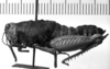CollectionObject 1530106; 3b67dcd1-222c-478f-aa0a-a6552bc8115c: Image Carbonell, C.S. female, lateral view (holotype of Lilaea depressa). (CollectionObject).