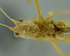 CollectionObject 1532151; 355ffb2f-cc20-4602-95a1-8f3e1b05cf6f, NMW No. 371: male head and thorax, ventral view (syntype). (CollectionObject).