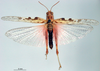 CollectionObject 1530817; 3b4b17be-4b1a-46e8-89e1-bc0f250ba805: male, dorsal view (paratype). (CollectionObject).