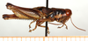 CollectionObject 1499440; 1222f642-f0e4-4b98-8df7-eda6e0374f2d: male, lateral view (holotype). (CollectionObject).