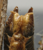 CollectionObject 1535142; 0ea891b6-e6a5-4ec7-b980-bbdb297ef3cb: male subgenital plate (holotype). (CollectionObject).