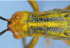 CollectionObject 1514197; 6dfb9c6b-ea87-4f92-92cb-975b049599f9: male head and pronotum, dorsal view (holotype). (CollectionObject).