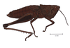 Silvitettix communis Bruner, 1904: female, lateral view. (Otu).