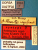CollectionObject 1572594; ff970fb7-a899-4b1c-acc1-0a987ecd9848: labels (syntype). (CollectionObject).
