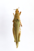 CollectionObject 1528526; e83e84e2-8450-4d2f-b230-59823da6d6a0: female, dorsal view (holotype). (CollectionObject).