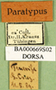 CollectionObject 1594832; 9f44fe0b-e988-422b-9c30-4232ac6510e1: labels (syntype). (CollectionObject).