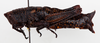 CollectionObject 1504691; 4ab9b6a2-ad2b-4a18-a1b6-7f4de98ef300: female, lateral view (holotype). (CollectionObject).