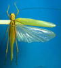 CollectionObject 1500519; f3140e7a-ab69-471e-8f7f-8760c324f8dd: female, dorsal view (syntype). (CollectionObject).