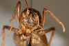 CollectionObject 1531297; 727f9087-bf3f-4eca-9c40-db81d8fce988: female, anterior view (holotype). (CollectionObject).