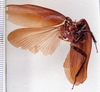 CollectionObject 1588608; de44eb25-2451-4027-8746-a260b09baffa: Photo by Heidi Hopkins. ANSP: Blabera fumigata. (CollectionObject).