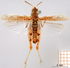 CollectionObject 1501661; e37b34d5-fc23-421a-82c4-fdfecb424a82: male, lateral view (syntype). (CollectionObject).