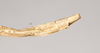 CollectionObject 1558089; NHMUK(SF IMPORT DUPLICATE) 844915, 1af21eb0-f26a-4b97-80dd-00b930530b69: copyright Natural History Museum, London. female: end of abdomen, lateral view (holotype). (CollectionObject).