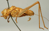 CollectionObject 1520809; f864c522-48b3-4183-920c-45802c223781: male, lateral view (paralectotype). (CollectionObject).