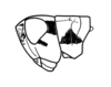 Dirshacris aridus Brown, 1959: Plate 2, Fig. 2. male, Head and pronotum, lateral view. (Otu).