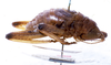 CollectionObject 1531722; NMW 22475, 3368a6a3-0c77-4970-be5b-434142aa3d05: male, lateral view (syntype). (CollectionObject).