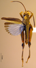 CollectionObject 1521417; 9f4a90db-55c1-423b-8976-a424de8471ac: male, dorsal view (holotype). (CollectionObject).