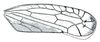 Forewing: !! display not done !! on Scaphytopius elegans (Van Duzee, 1890): Scaphytopius elegans, forewing. (Observation).
