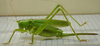 Tettigonia yama Furukawa, 1938: female. (Otu).