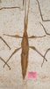 CollectionObject 1562286; MVMA T-13884, 1c7eb33f-b220-4639-8a55-3789ef18a268: copyright MVMA, Melbourne. female of Trigonoderus childreni (syntype). (CollectionObject).