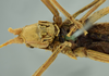 CollectionObject 1531870; 1d0f0300-54ba-421f-a28d-7fb3256723c3: female head and thorax, ventral view (holotype). (CollectionObject).