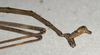 CollectionObject 1561470; NMW 676, 0a4a7981-aa0c-470b-8bf4-7dfb691b11d0: copyright NMW, Vienna. male: end of abdomen, lateral view (syntype). (CollectionObject).