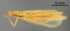 CollectionObject 1523091; 20b8e0f9-48f8-4cf8-a272-bdc625e4901e: Male, ventral view (holotype). (CollectionObject).