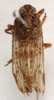 Habitus, dorsal view: !! display not done !! on Protachilus rex Fennah, 1944: (Observation).