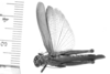 CollectionObject 1566512; 9edb290e-5782-4265-b4a6-cc2d4ca851f9: male, dorsal view (allotype). (CollectionObject).