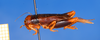 CollectionObject 1594398; 932f9df6-83b6-4bfc-9559-79c8120e562e: female, lateral view (allotype). (CollectionObject).