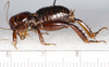 CollectionObject 1591141; 89ddfdca-5ac5-4475-be9e-79fffc67d47d: male, lateral view (holotype). (CollectionObject).