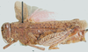 Plegmapterus saturatus (Walker, 1870): female, lateral view. (Otu).