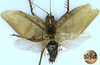 CollectionObject 1520533; 77d78d19-3709-426c-b59b-869baaca92a9: male, dorsal view (syntype of Tedla sellata). (CollectionObject).
