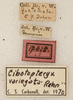 CollectionObject 1586774; NMW 17625, db10406c-db9f-4ccb-9e5d-167bf848bc0b: labels. (CollectionObject).