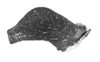 Temnomastax tigris (Burr, 1899): male cercus, lateral view. (Otu).