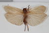 CollectionObject 1505578; 69c03974-eb45-4734-a573-8b8bffe47d8b: Female, dorsal view (holotype). (CollectionObject).