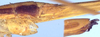 CollectionObject 1516894; 11943ff2-cd25-4c79-9a6e-2fe96f1333c2: female basal and apical parts of the ovipositor (holotype). (CollectionObject).