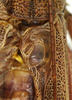 CollectionObject 1585137; 21f34c4e-a60f-4aa4-8ea3-f7fd728c261f: right stridulatory area, male, 2 mm, Siargao Island, 8 April 2018. (CollectionObject).