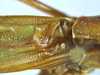 Tenerasphaga mbulu Hemp, 2018: male stridulatory area. (Otu).
