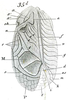Paroecanthus mexicanus Saussure, 1859: Pl. VIII, Fig. 35. male tegmen. (Otu).