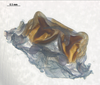 CollectionObject 1578184; 128110a9-e4bf-4185-ad0a-ffc42367703e: phallus, internal view. (CollectionObject).