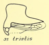 Habitus, lateral view: !! display not done !! on Telamona tristis Fitch, 1851: (Observation).