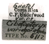 CollectionObject 1523898; 19306023-07f8-4691-8b07-d7c447e6b8df: labels (holotype). (CollectionObject).