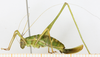 CollectionObject 2792935; MLP-OR-3225, c3d12676-369a-49c7-9440-4cbb7f7bc87d: (CollectionObject).
