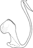 Aedeagus, lateral view: !! display not done !! on Zyginopsis major Dworakowska, 1981: Aedeagus, lateral view. (Observation).