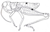 Acocksacris karruensis Dirsh, 1958: Fig. 1 (after Dirsh 1958). male. (Otu).