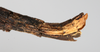 CollectionObject 1561275; NMW 213, 6e8ae930-ea1a-495f-b96e-d59685dcaf13: copyright NMW, Vienna. female: end of abdomen, lateral view (holotype). (CollectionObject).