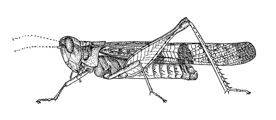 Fig. 3. male, lateral view (after type of Chortoicetes affinis). Depicts CollectionObject 1521587; 30744fe3-b0e7-42d5-8224-9f4600e37504, a CollectionObject.